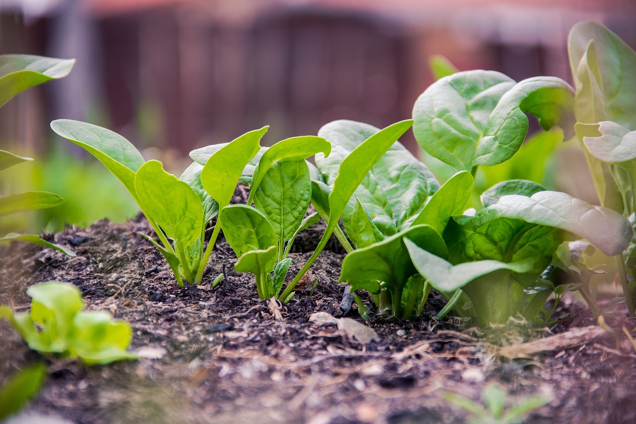 How to Start an Eco-Friendly Daily Routine?